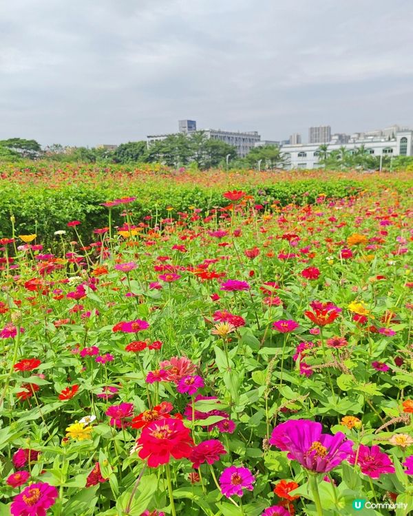 深圳6000m²百日菊花海🌸免門票! 必打卡五彩梯田💐