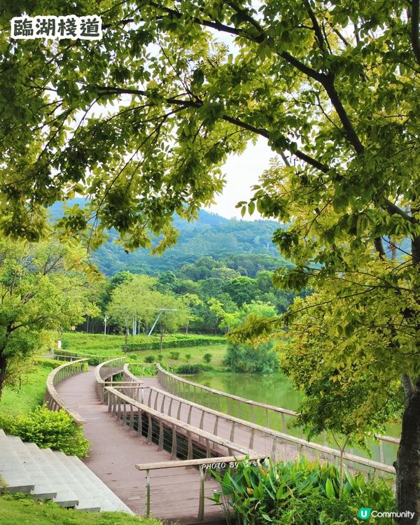 深圳6000m²百日菊花海🌸免門票! 必打卡五彩梯田💐