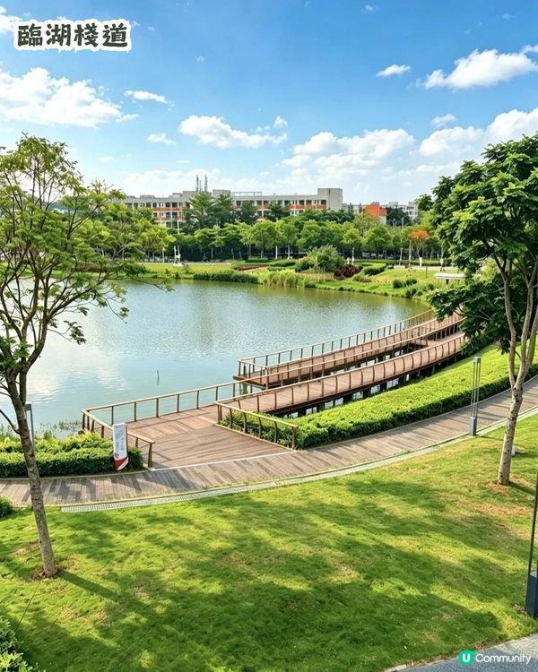 深圳6000m²百日菊花海🌸免門票! 必打卡五彩梯田💐