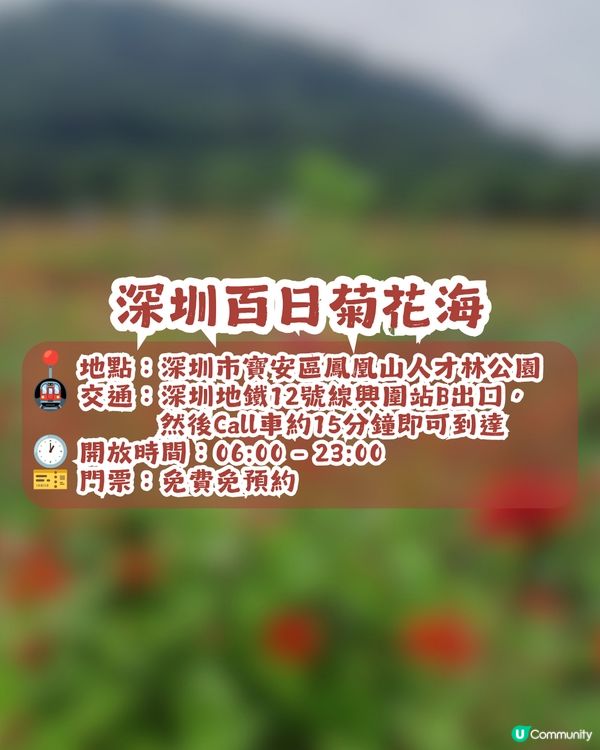 深圳6000m²百日菊花海🌸免門票! 必打卡五彩梯田💐