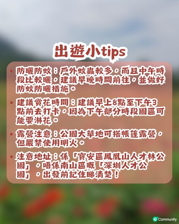 深圳6000m²百日菊花海🌸免門票! 必打卡五彩梯田💐