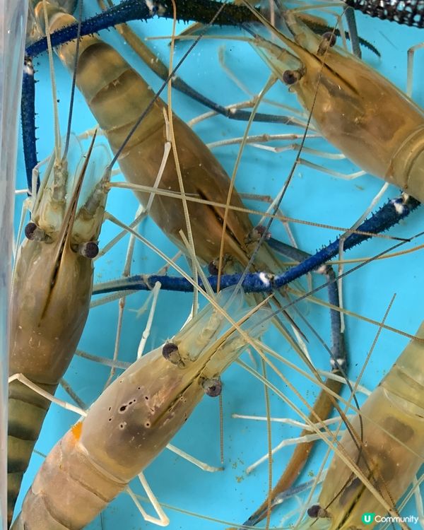 華強北釣蝦超chill！🦐