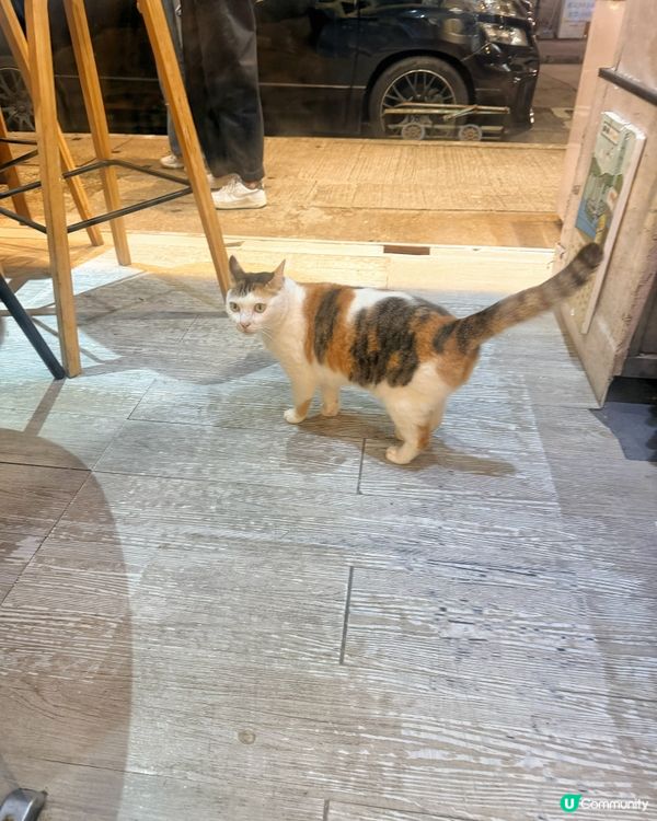 大圍貓貓甜品店推介🐱