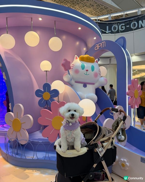 觀塘星光貓貓花園🌸🐱