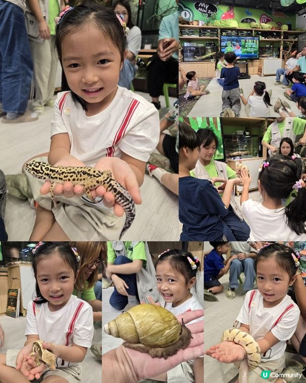 動物奇遇記 🦎🐊🐇🐹🐚