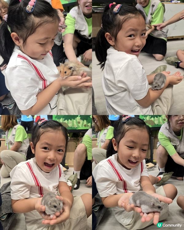 動物奇遇記 🦎🐊🐇🐹🐚