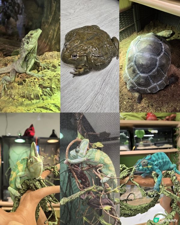 動物奇遇記 🦎🐊🐇🐹🐚