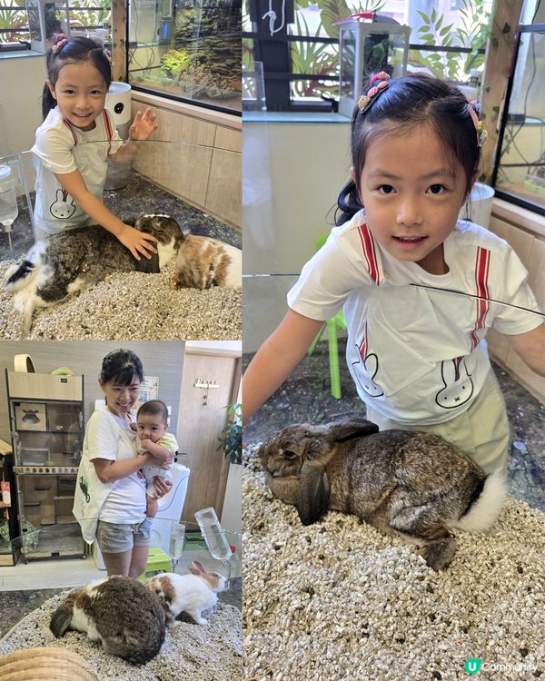 動物奇遇記 🦎🐊🐇🐹🐚