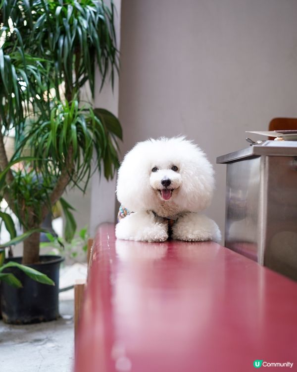上環隱世毛孩餐廳🐾