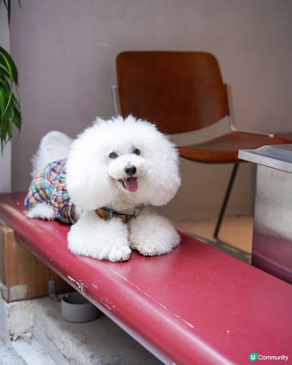 上環隱世毛孩餐廳🐾