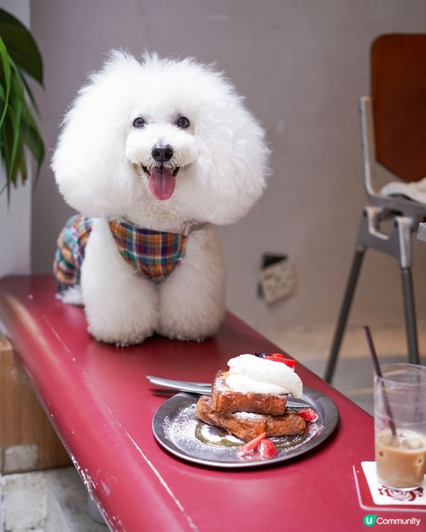 上環隱世毛孩餐廳🐾