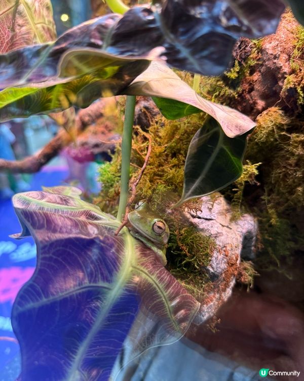 親子好去處❤️南豐紗廠睇奇蟲異獸🕷️