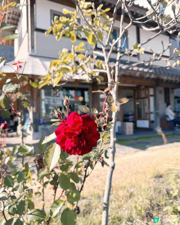 🇰🇷銀骨咖啡街☕️카페 목현（Café Mok-hyeon）