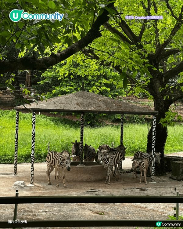 【新皇崗口岸啟用】深圳地鐵7號線食玩買攻略📍大型商場／動物園／兒童遊樂場／夜市
