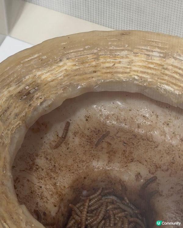 🚨 全球最臭嘔心食物博物館嚟到香港‼️