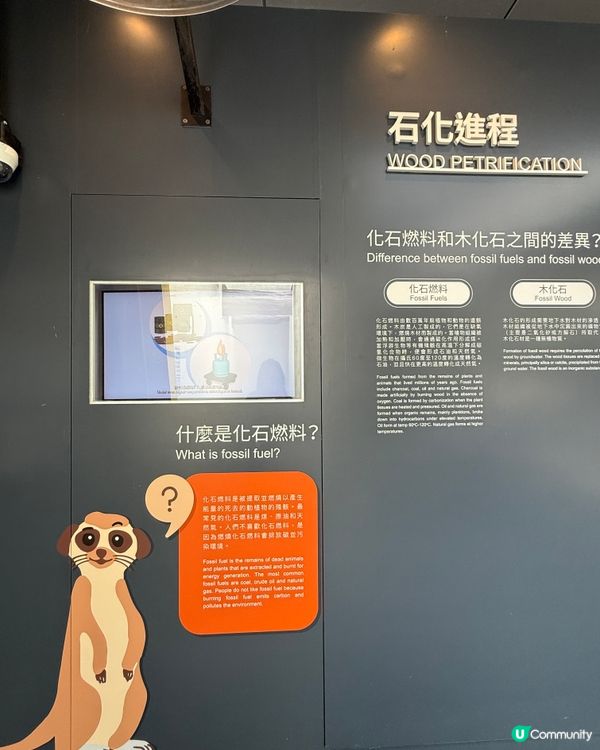 荃灣如心園化石公園🦕親子打卡好去處