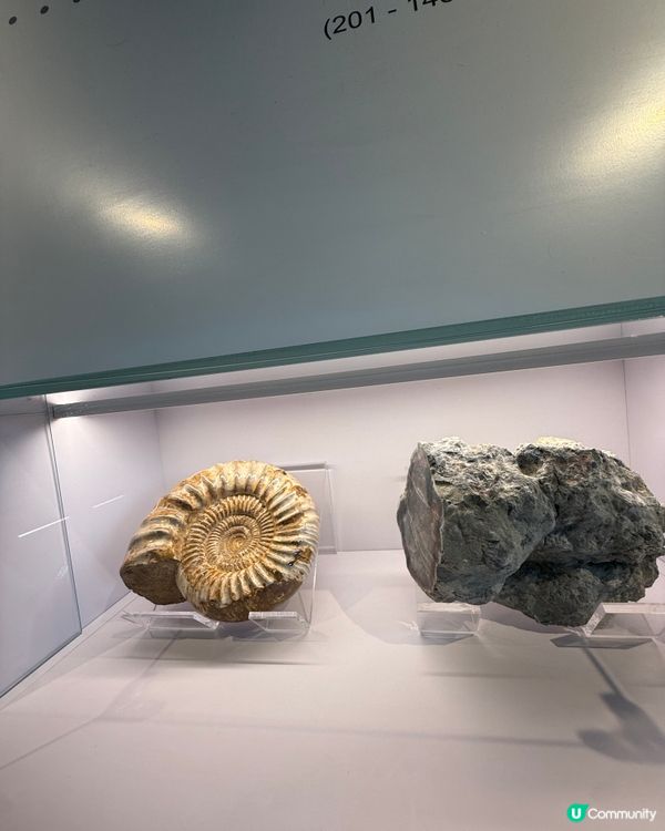 荃灣如心園化石公園🦕親子打卡好去處