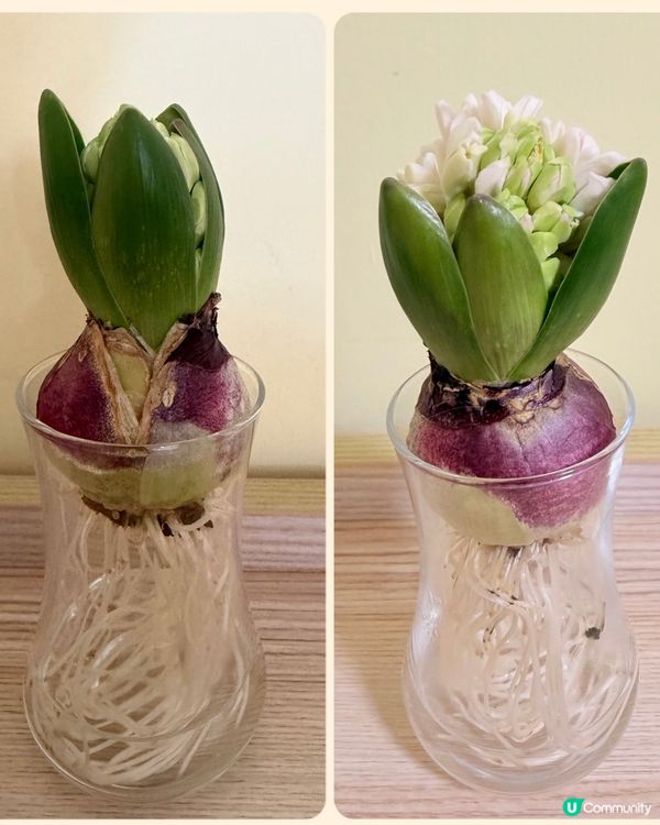 睇住佢慢慢生生高同開花