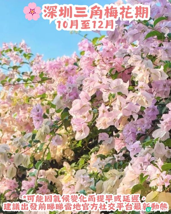 深圳三角梅花海盛開🌸免門票! 地鐵直達賞花海岸線