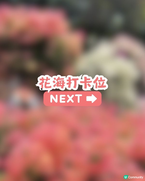 深圳三角梅花海盛開🌸免門票! 地鐵直達賞花海岸線
