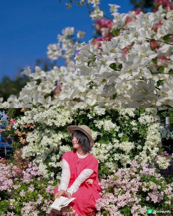 深圳三角梅花海盛開🌸免門票! 地鐵直達賞花海岸線