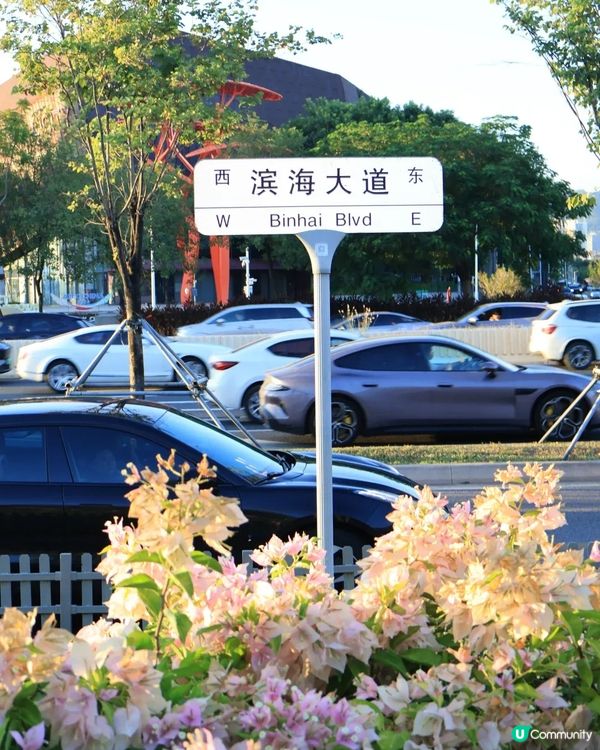 深圳三角梅花海盛開🌸免門票! 地鐵直達賞花海岸線