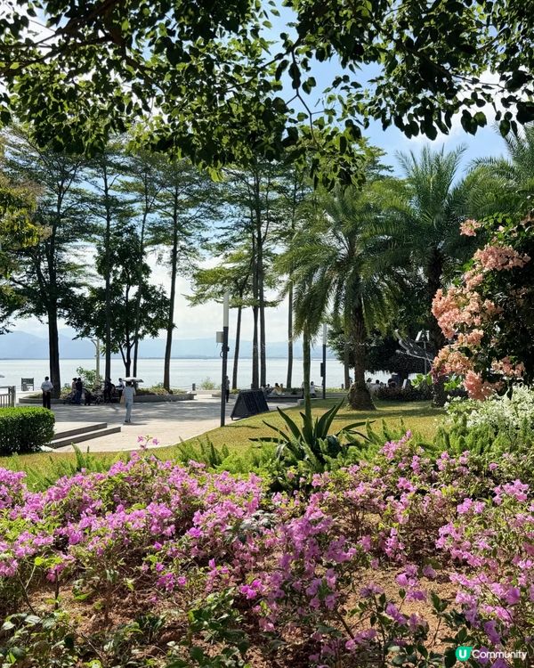 深圳三角梅花海盛開🌸免門票! 地鐵直達賞花海岸線