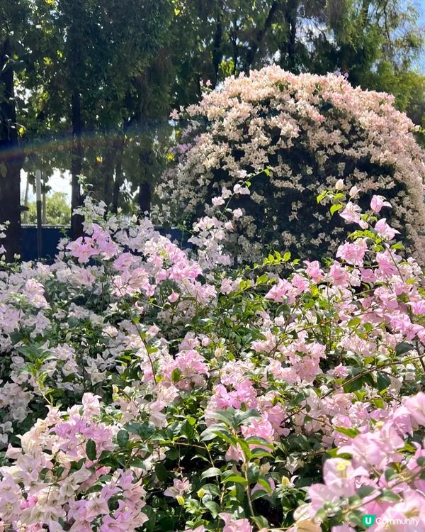 深圳三角梅花海盛開🌸免門票! 地鐵直達賞花海岸線