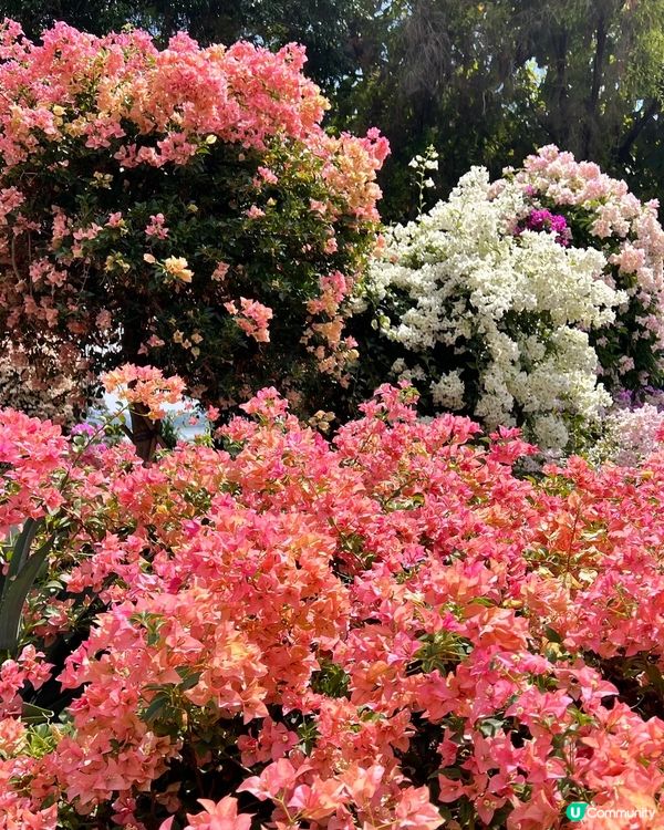 深圳三角梅花海盛開🌸免門票! 地鐵直達賞花海岸線