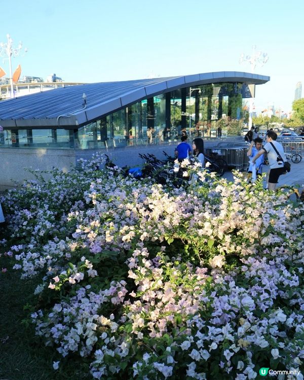 深圳三角梅花海盛開🌸免門票! 地鐵直達賞花海岸線