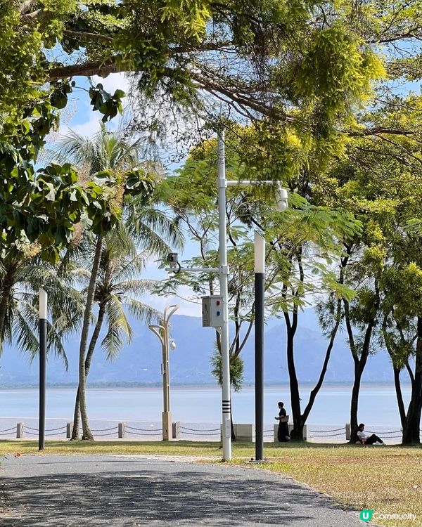 深圳三角梅花海盛開🌸免門票! 地鐵直達賞花海岸線