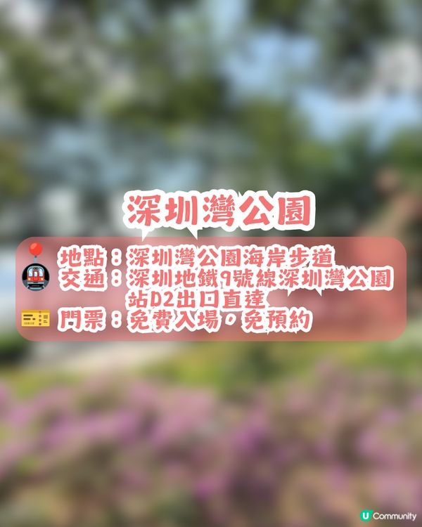 深圳三角梅花海盛開🌸免門票! 地鐵直達賞花海岸線