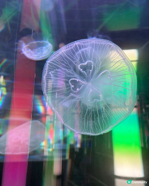 DMM Kariyushi Aquarium水族館互動體驗