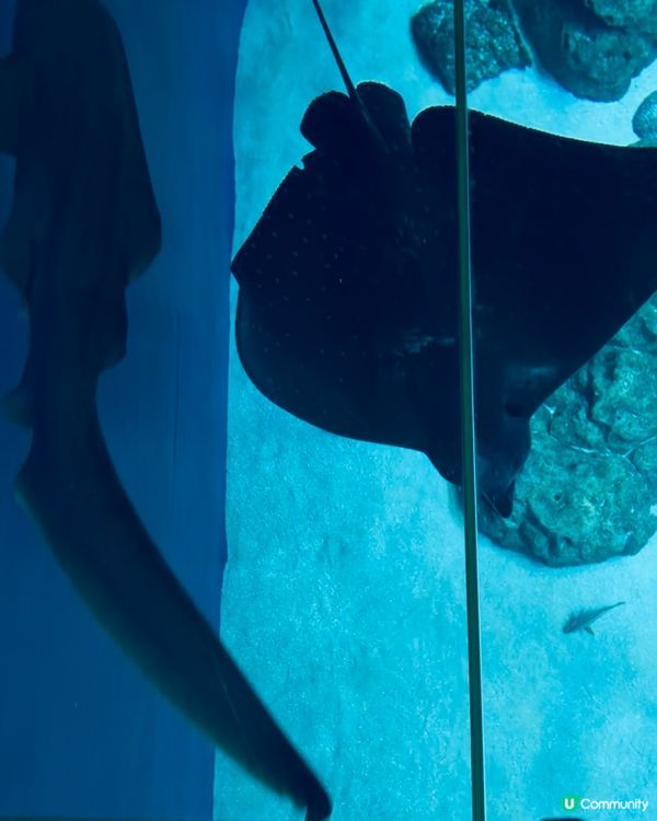 DMM Kariyushi Aquarium水族館互動體驗