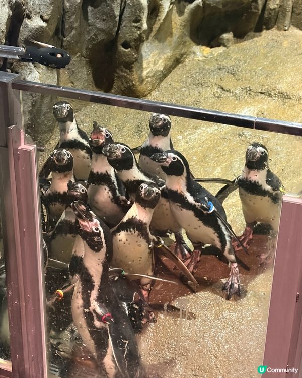 DMM Kariyushi Aquarium水族館互動體驗