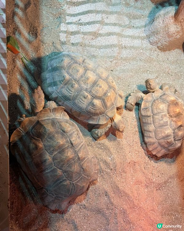 DMM Kariyushi Aquarium水族館互動體驗
