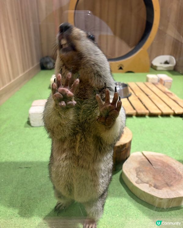 DMM Kariyushi Aquarium水族館互動體驗