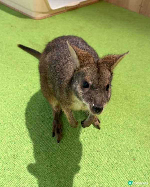 DMM Kariyushi Aquarium水族館互動體驗