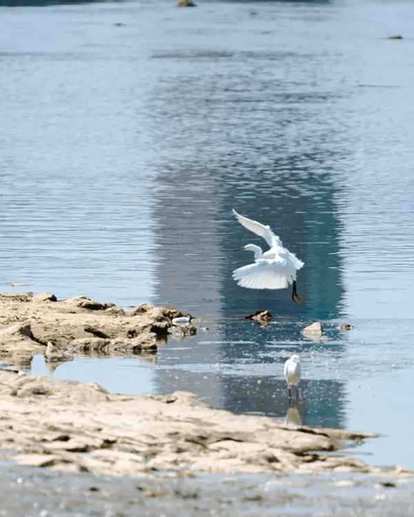 深圳全新郊游好去處龍崗河碧道🚶🏻啱晒親子出遊散步、踩單車🚲