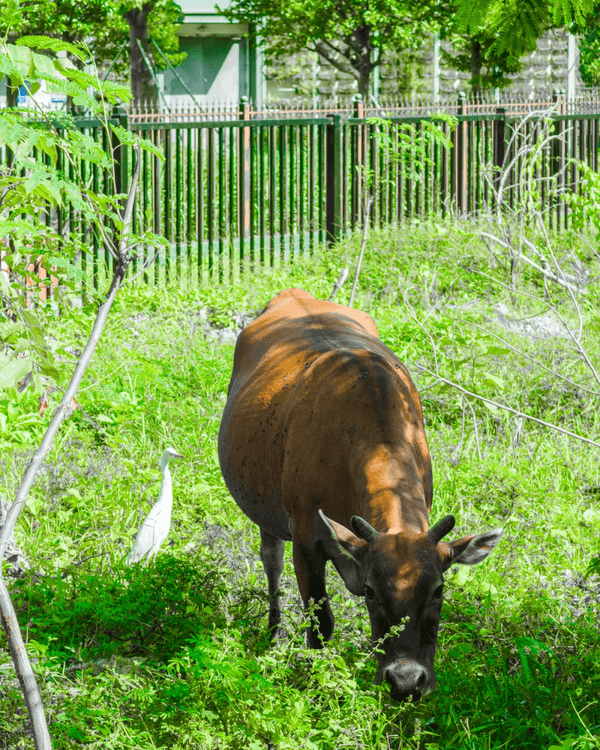 深圳全新郊游好去處龍崗河碧道🚶🏻啱晒親子出遊散步、踩單車🚲