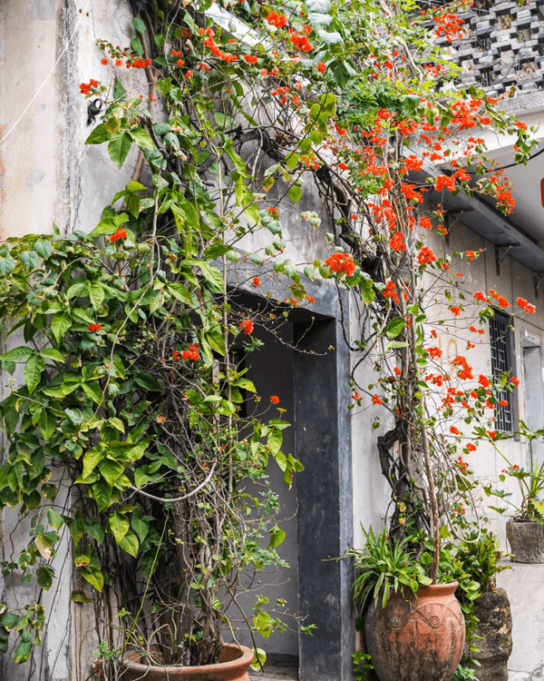 深圳龍崗甘坑古鎮9大打卡點介紹📷帶你走進350年歷史客家村落🍃