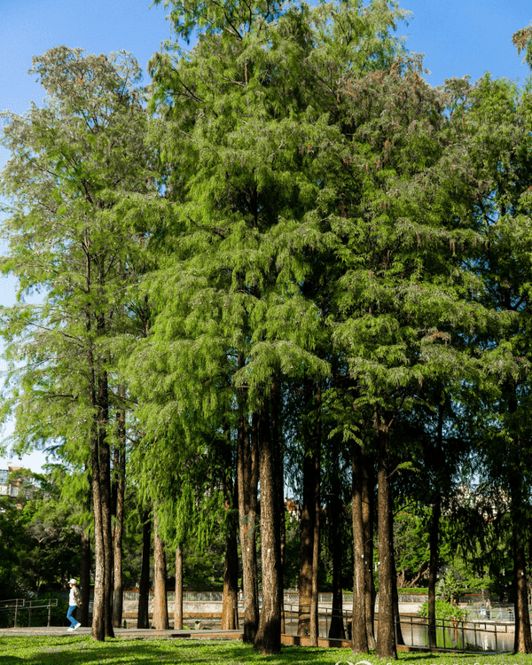 深圳南山打卡必去「白色玻璃屋Cafe」☕️四周綠意盎然勁似歐洲🌿