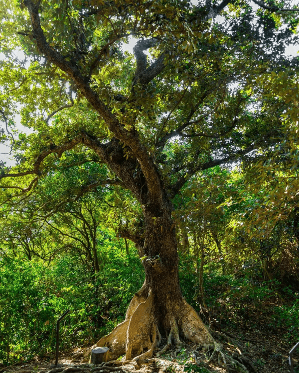 深圳必去玻璃水海灘秘境🌊人少景靚似足大理🏞️順道打卡百年古村🚶🏻‍♀️