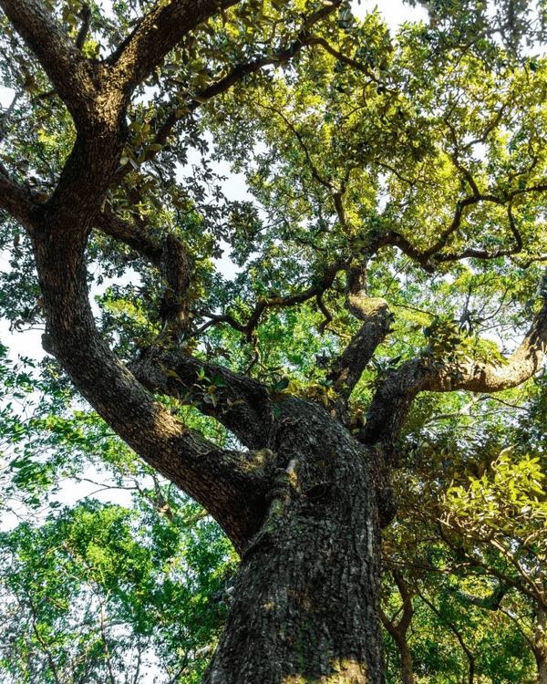 深圳必去玻璃水海灘秘境🌊人少景靚似足大理🏞️順道打卡百年古村🚶🏻‍♀️