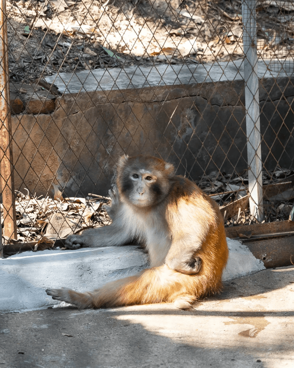 深圳羅湖新水庫綠道🌲千島湖/湖光塔/動物園必打卡🌟啱晒一家大細週末放鬆