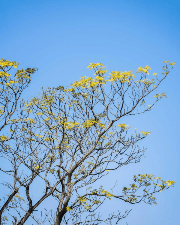 深圳羅湖新水庫綠道🌲千島湖/湖光塔/動物園必打卡🌟啱晒一家大細週末放鬆