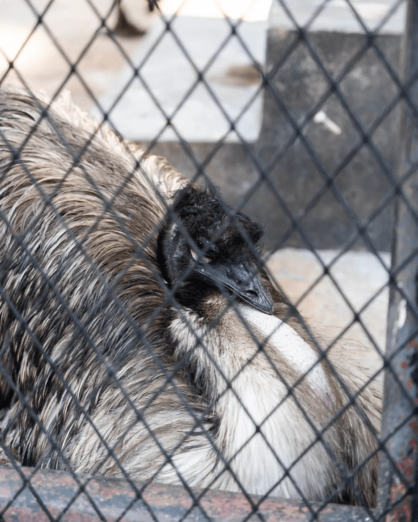 深圳羅湖新水庫綠道🌲千島湖/湖光塔/動物園必打卡🌟啱晒一家大細週末放鬆