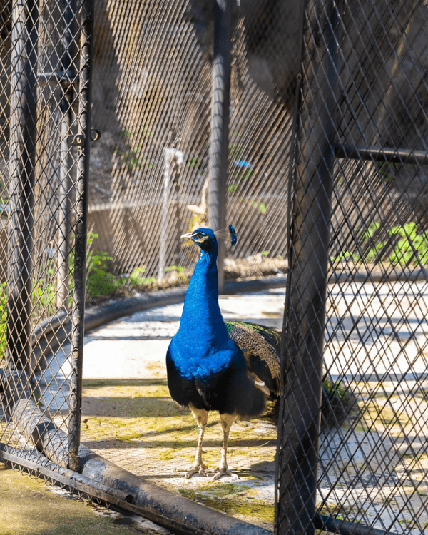 深圳羅湖新水庫綠道🌲千島湖/湖光塔/動物園必打卡🌟啱晒一家大細週末放鬆