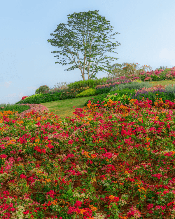 深圳新地標龍崗國際藝術中心開幕❗紅絲絨歌劇廳一秒穿越歐洲🎷附近期演出詳情🎫