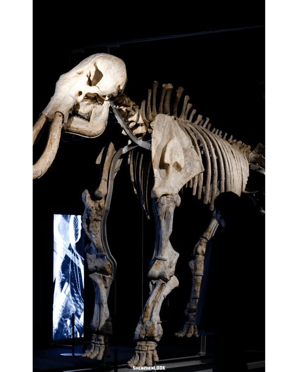 深圳展出超大型「恐龍骨架」真品🦕200+件全球文物真跡必去‼️